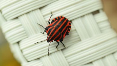 Come prevenire gli insetti nei mesi caldi: strategie e costi da conoscere