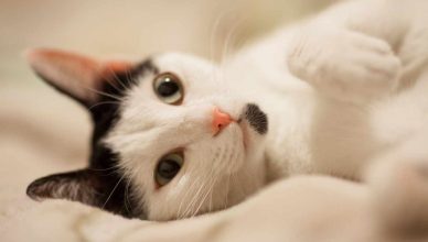 Sono milioni gli animali nelle case degli italiani: l’analisi del fenomeno